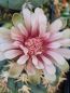 Preview: Gymnocalycium spegazzinii v. unguispinum